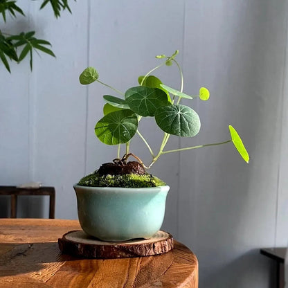 Stephania Erecta - The Everlasting Green Wonder