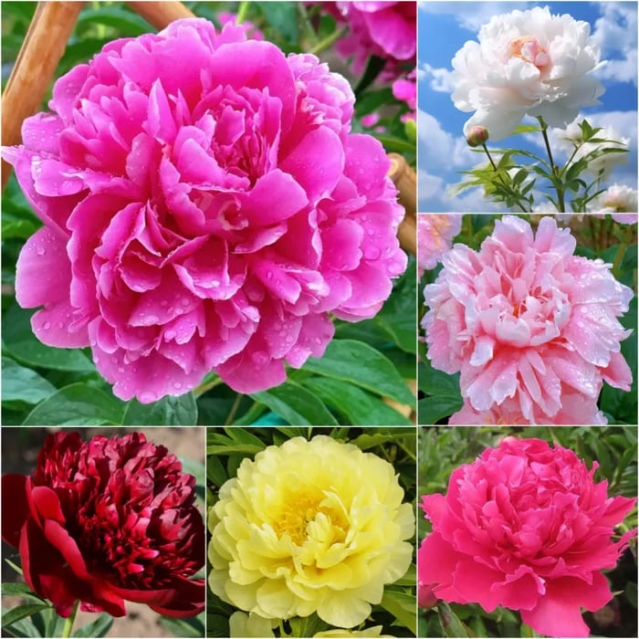THE QUEEN OF FLOWERS—DOUBLE PETALED PIANI