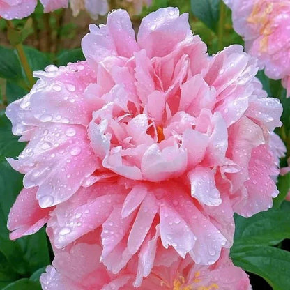 The Queen of Flowers - Peony Flower Seeds - Pack Of 80