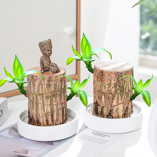 LUCKY BRAZIL WOOD POTTED PLANT