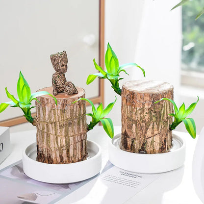 LUCKY BRAZIL WOOD POTTED PLANT