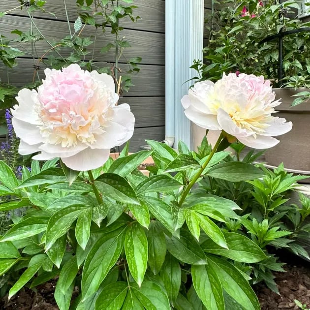 THE QUEEN OF FLOWERS—DOUBLE PETALED PIANI