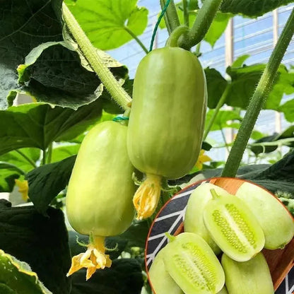 Thumb Cucumber - Jade Lady Cucumber Seeds + Plant Growth Supplement Free