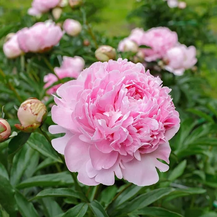 THE QUEEN OF FLOWERS—DOUBLE PETALED PIANI
