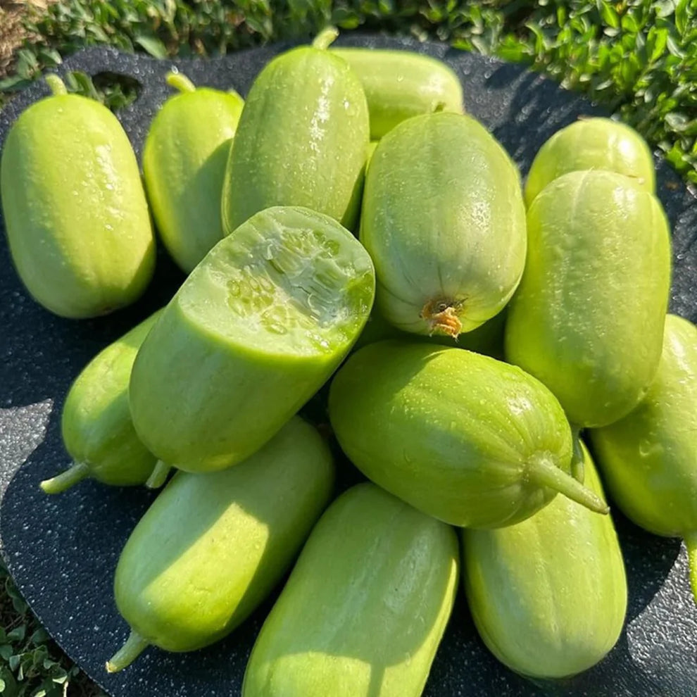 Thumb Cucumber - Jade Lady Cucumber Seeds + Plant Growth Supplement Free