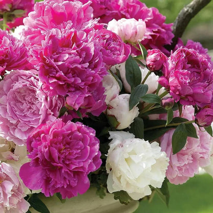 The Queen of Flowers - Peony Flower Seeds - Pack Of 80