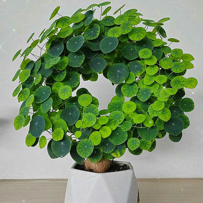 Stephania Erecta - The Everlasting Lucky Green Plant - BUY 1 GET 1 FREE