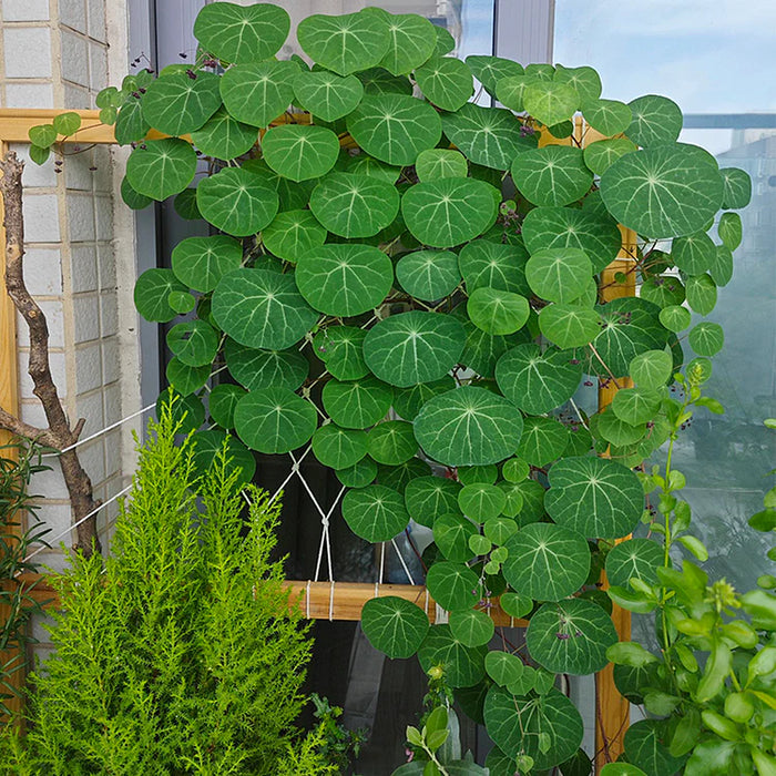 Stephania Erecta - The Everlasting Lucky Green Plant - BUY 1 GET 1 FREE