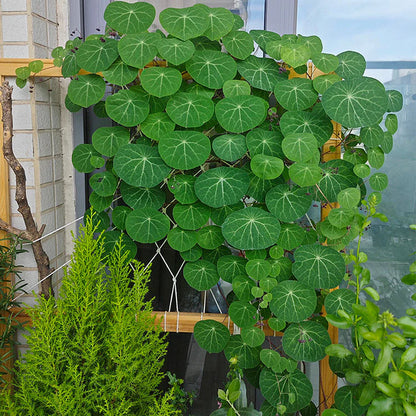 Stephania Erecta - The Everlasting Lucky Green Plant - BUY 1 GET 1 FREE