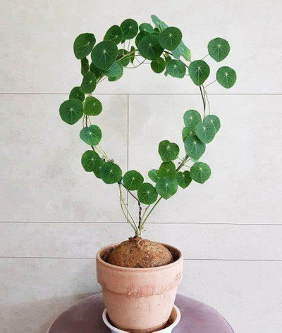 Stephania Erecta - The Everlasting Lucky Green Plant - BUY 1 GET 1 FREE