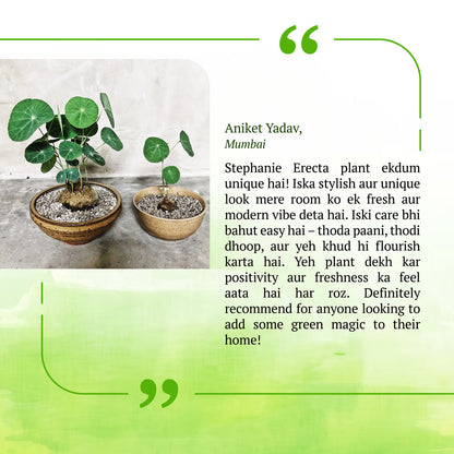 Stephania Erecta - The Everlasting Lucky Green Plant - BUY 1 GET 1 FREE